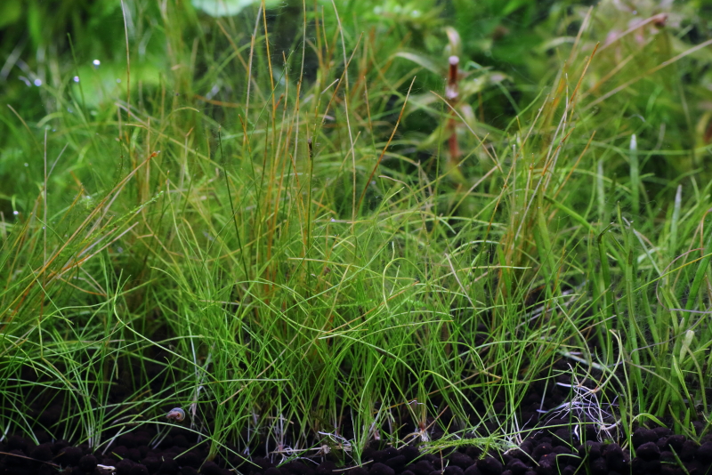 植栽から68日目　ヘアーグラスショート